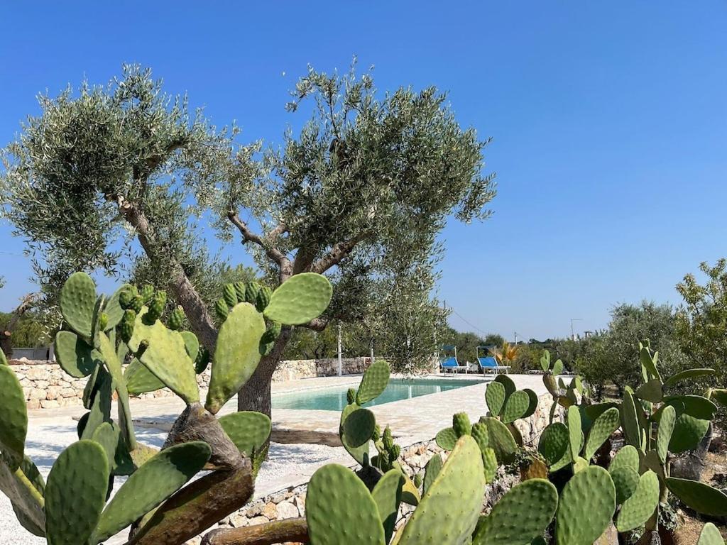 Casa Giuliveto - Charmantes Ferienhaus Mit Privatpool In Olivenhain Ostuni Buitenkant foto