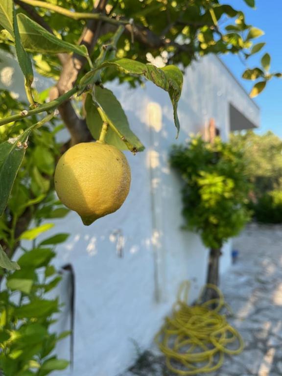 Casa Giuliveto - Charmantes Ferienhaus Mit Privatpool In Olivenhain Ostuni Buitenkant foto